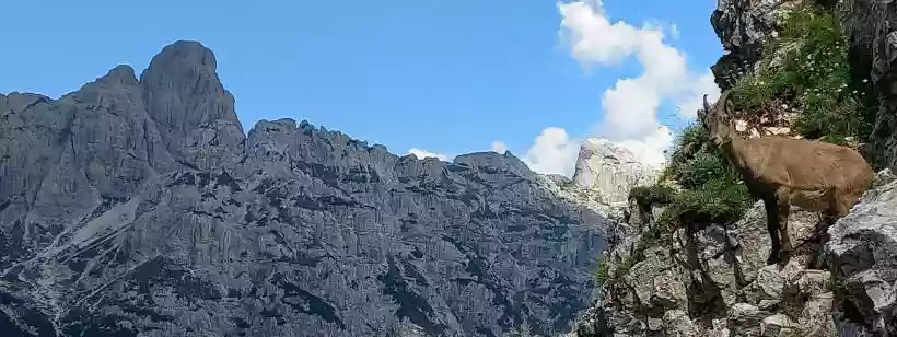 Ingrandisci questa immagine