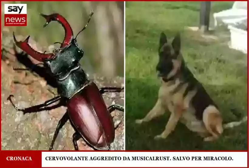 Ingrandisci questa immagine