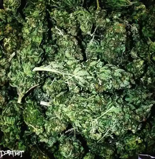 Cover di Buds