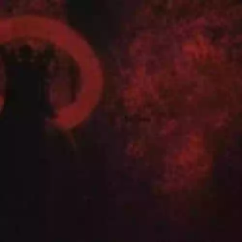 Cover di Capitale de la douleur