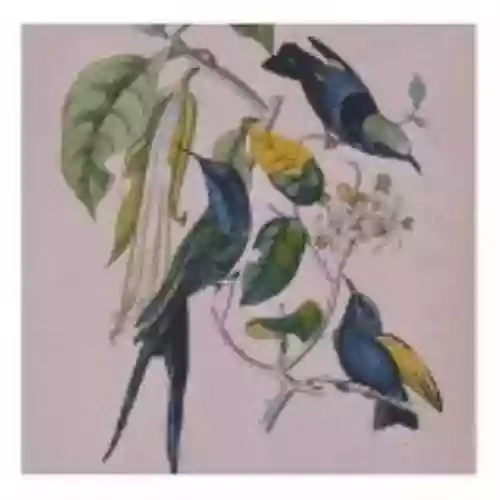 Cover di Sakura