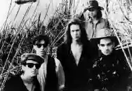 Immagine di Hothouse Flowers