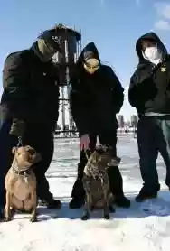 Immagine di Caninus