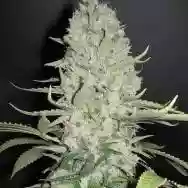 Immagine di Cannabis