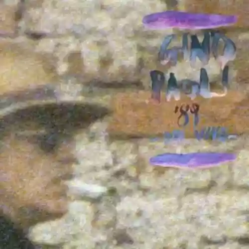 Cover di '89 dal vivo